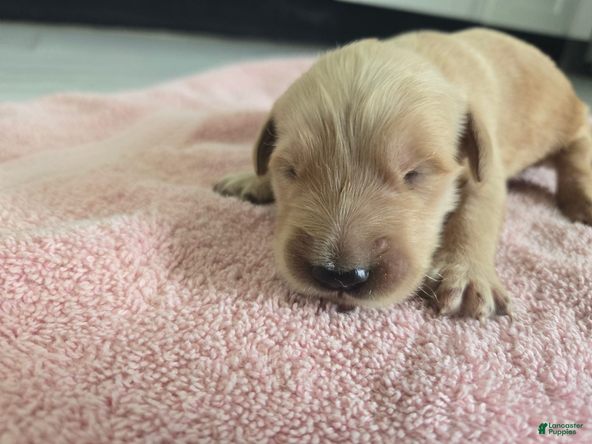 Golden Retriever dogs (AKC) Coco - Ad 26