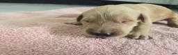 Golden Retriever dogs for sale: (AKC) Coco - Ad 1