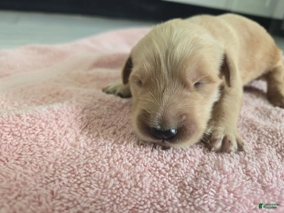 Golden Retriever dogs for sale: (AKC) Coco - Ad 1