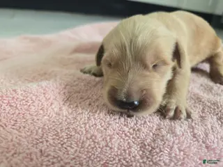 Golden Retriever dogs (AKC) Coco - Ad 28