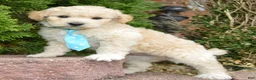 Mini Goldendoodle dogs for sale: Mini Gus - Ad 15