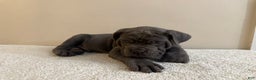 Cane Corso dogs for sale: Hulk  - Ad 3