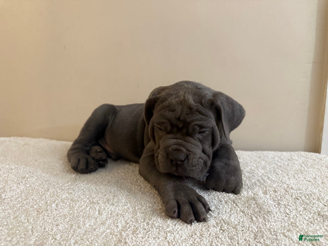 Cane Corso dogs for sale: Hulk  - Ad 3