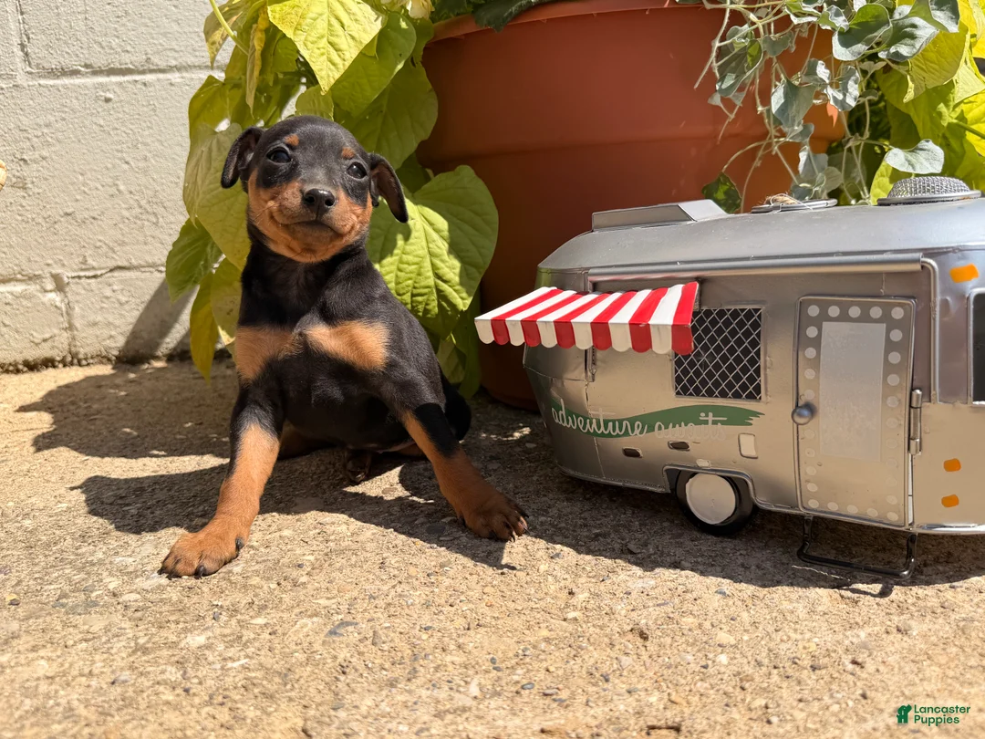 Miniature Pinscher dogs for sale: Jasmine’s  - Ad 1