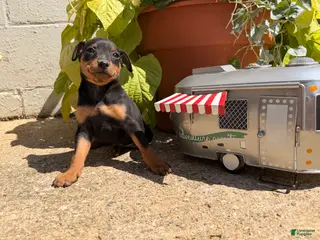 Miniature Pinscher dogs for sale: Jasmine’s - Ad 1