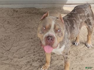 American Bully dogs GUY - Ad 3