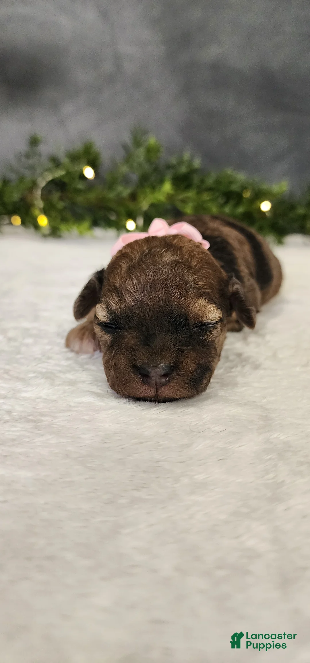 Miniature Poodle dogs for sale: Miniature Poodle Puppy 5 - Ad 1