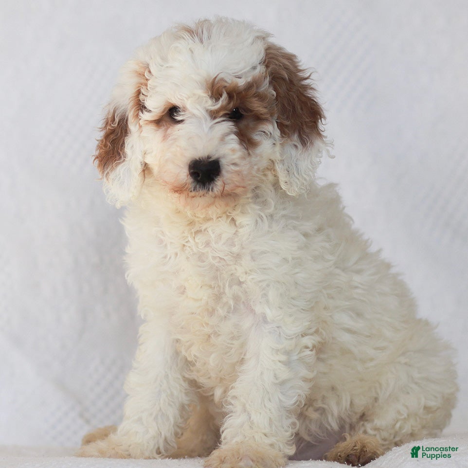 Mixed Breed dogs Rosy - Ad 2