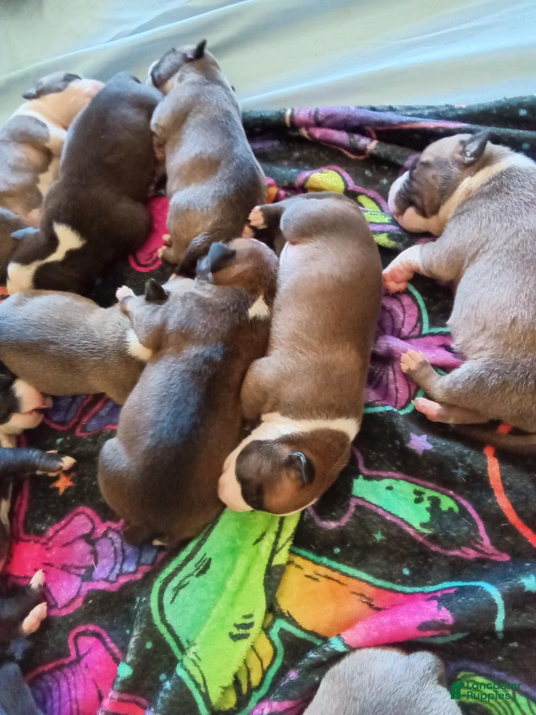 American Pit Bull Terrier dogs for sale: American Pit Bull Terrier Puppy 11 - Ad 1
