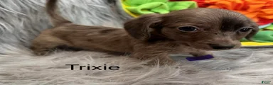 Trixie
