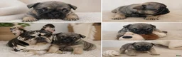 French Bulldog dogs for sale: French Bulldog Puppy 3 - Ad 3