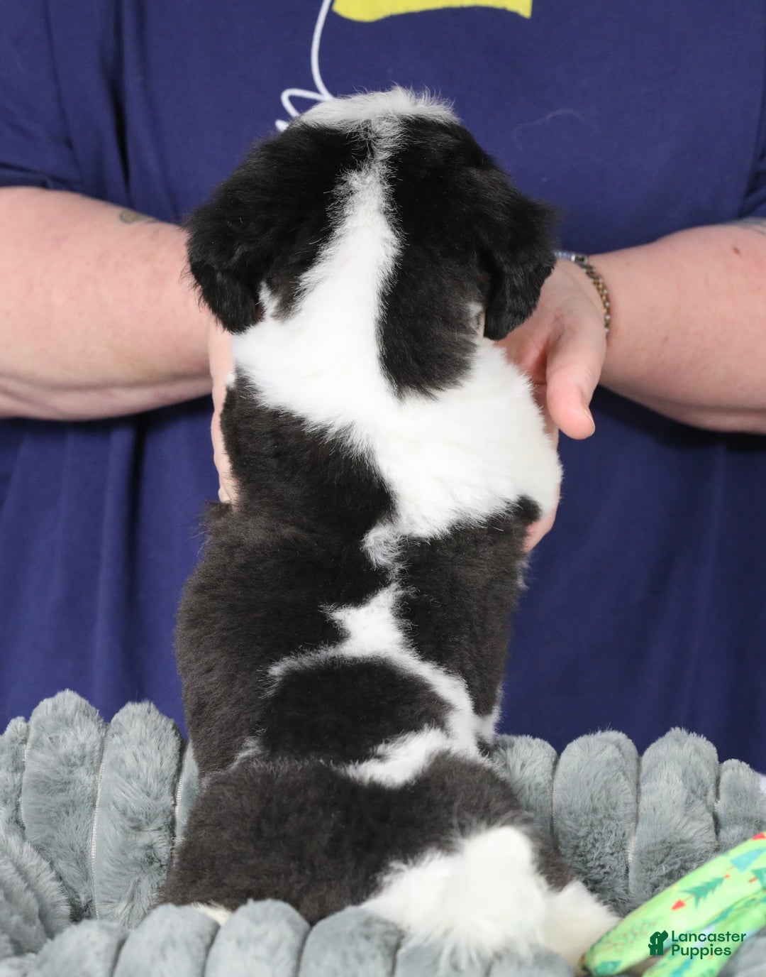 Teddy Bear dogs for sale: Elfie - Ad 28