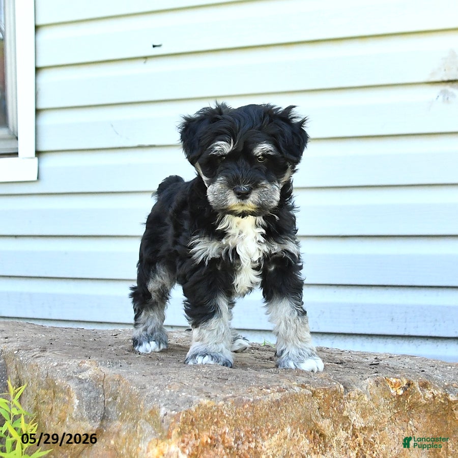 Miniature Schnauzer dogs Grady - Ad 1