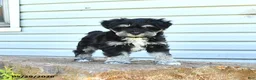 Miniature Schnauzer dogs for sale: Grady - Ad 6