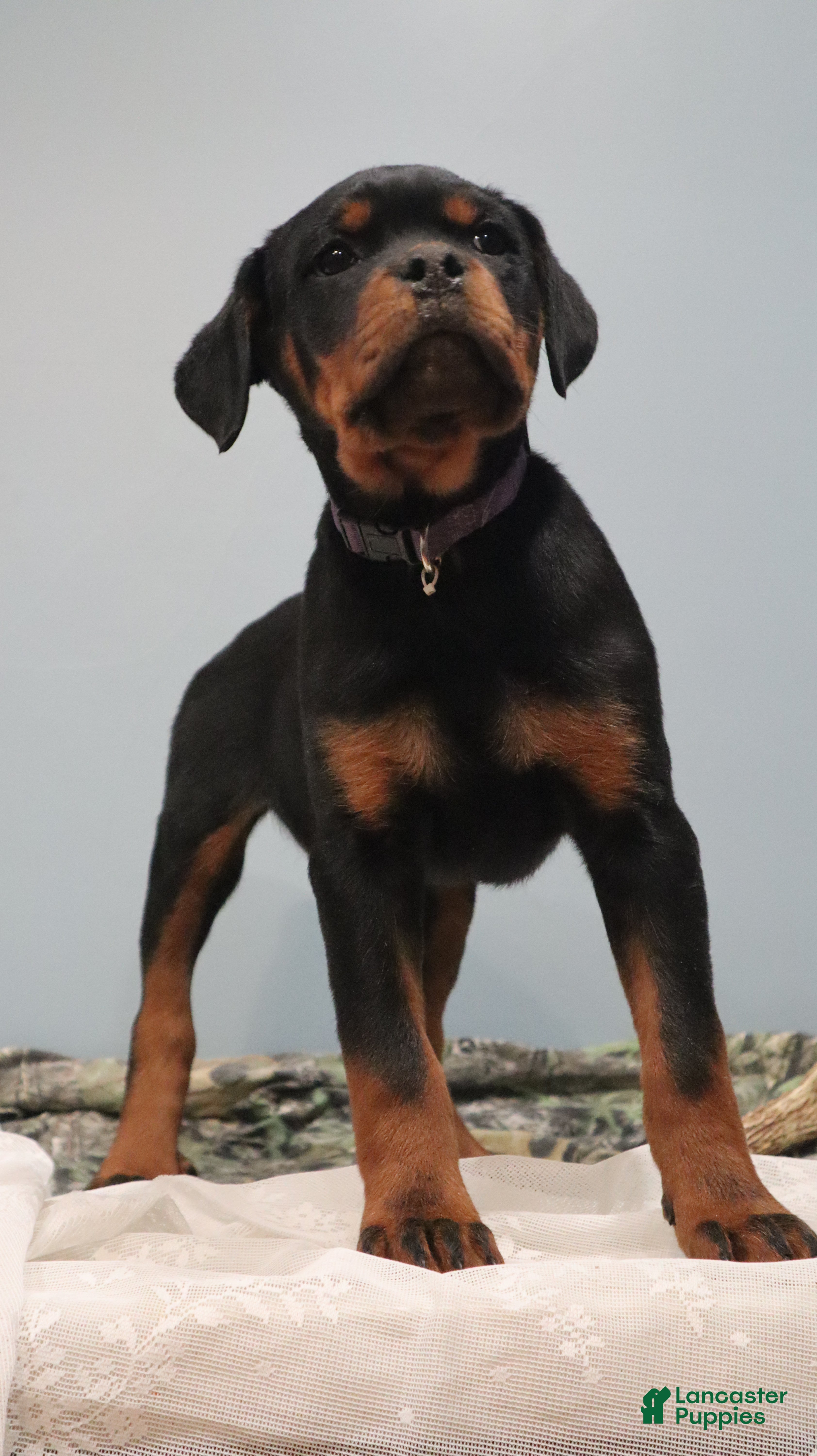 Rottweiler dogs  Ainsley - Ad 2