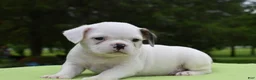 Mixed Breed dogs for sale: Milo f1b Frenchton hybrid  - Ad 27