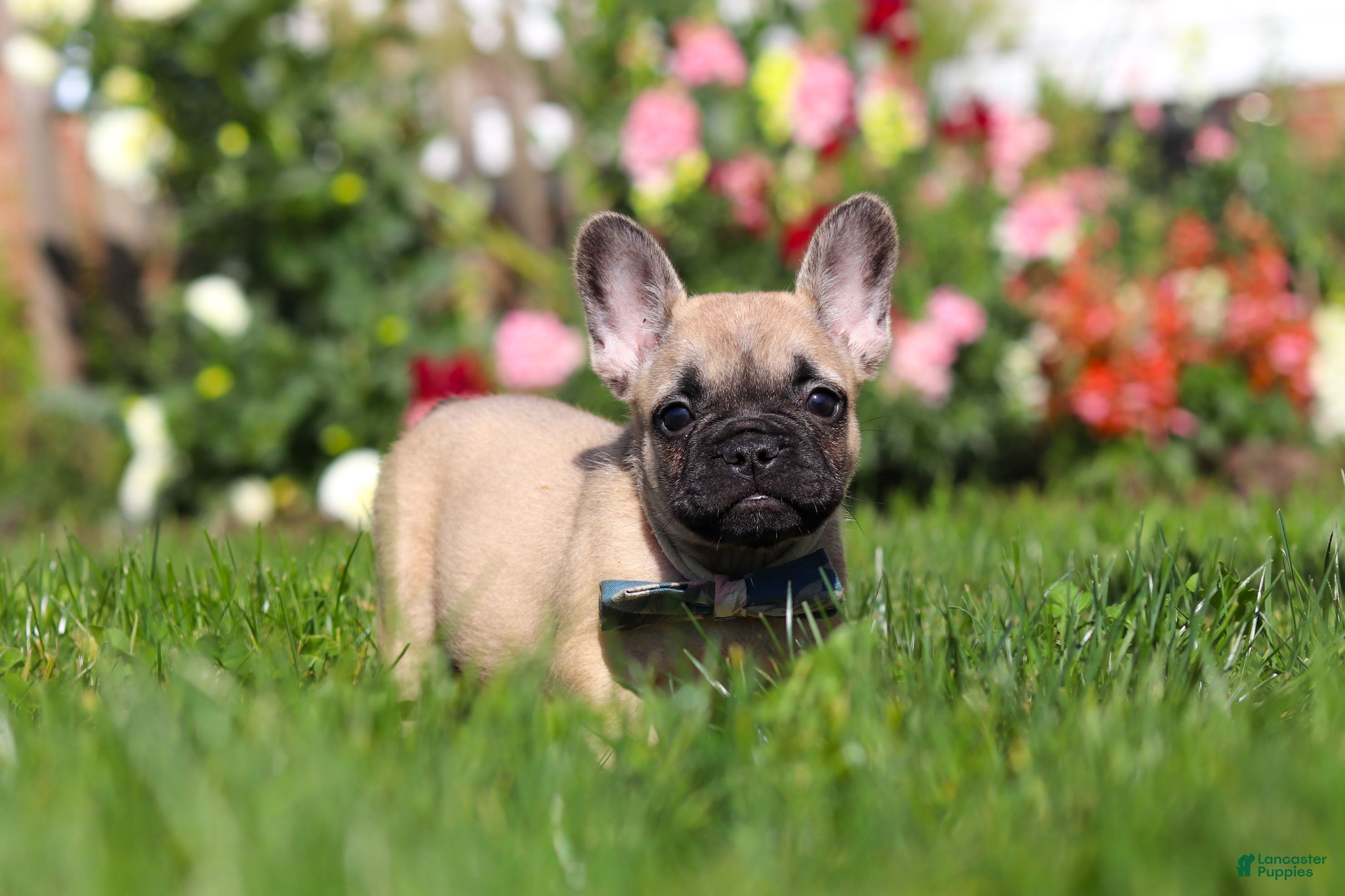 French Bulldog dogs for sale: Brody - Ad 2