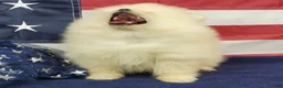 Pomeranian dogs for sale: Wrangler - Ad 11