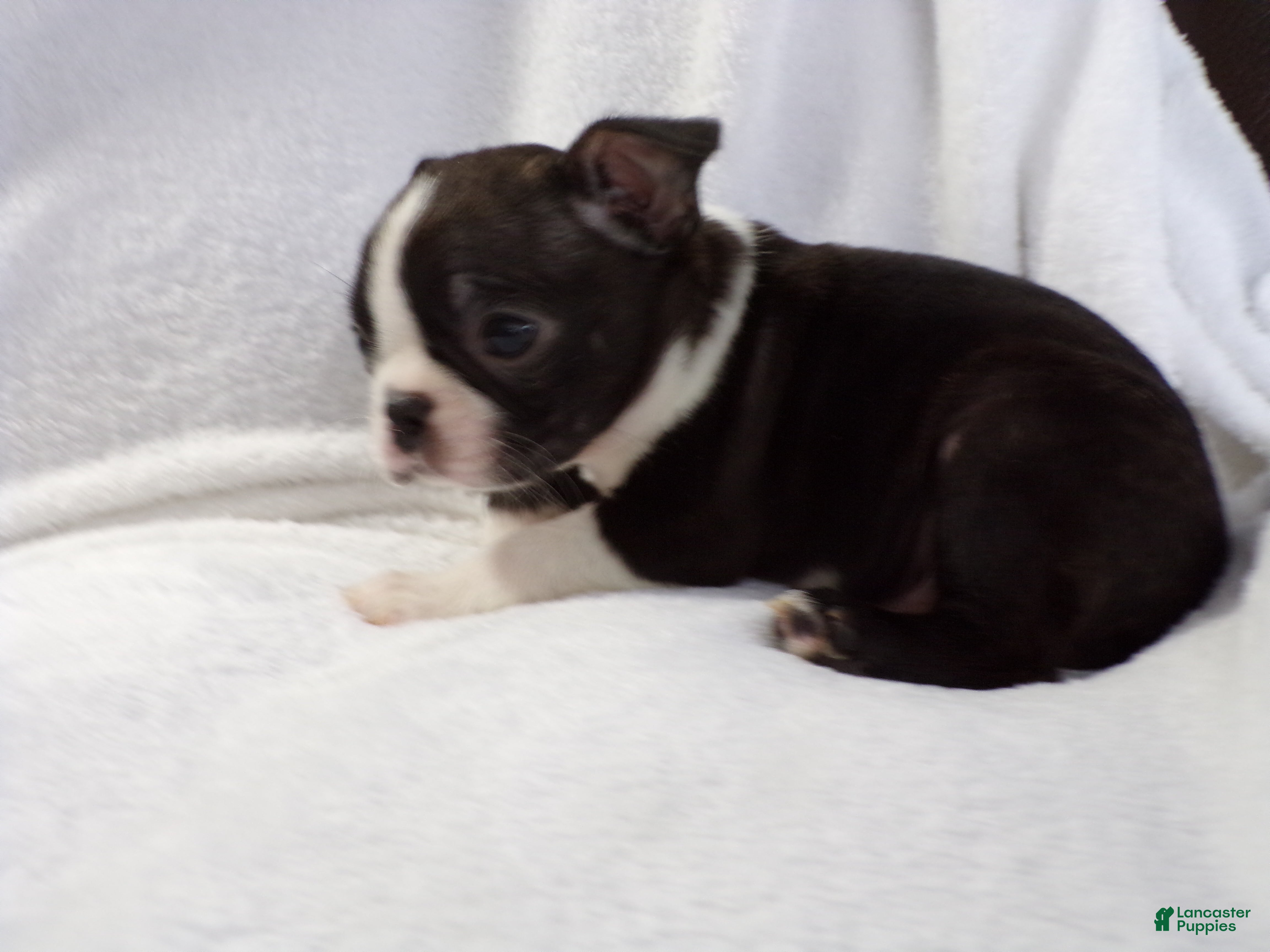 Boston Terrier dogs Little Guy AKC - Ad 2