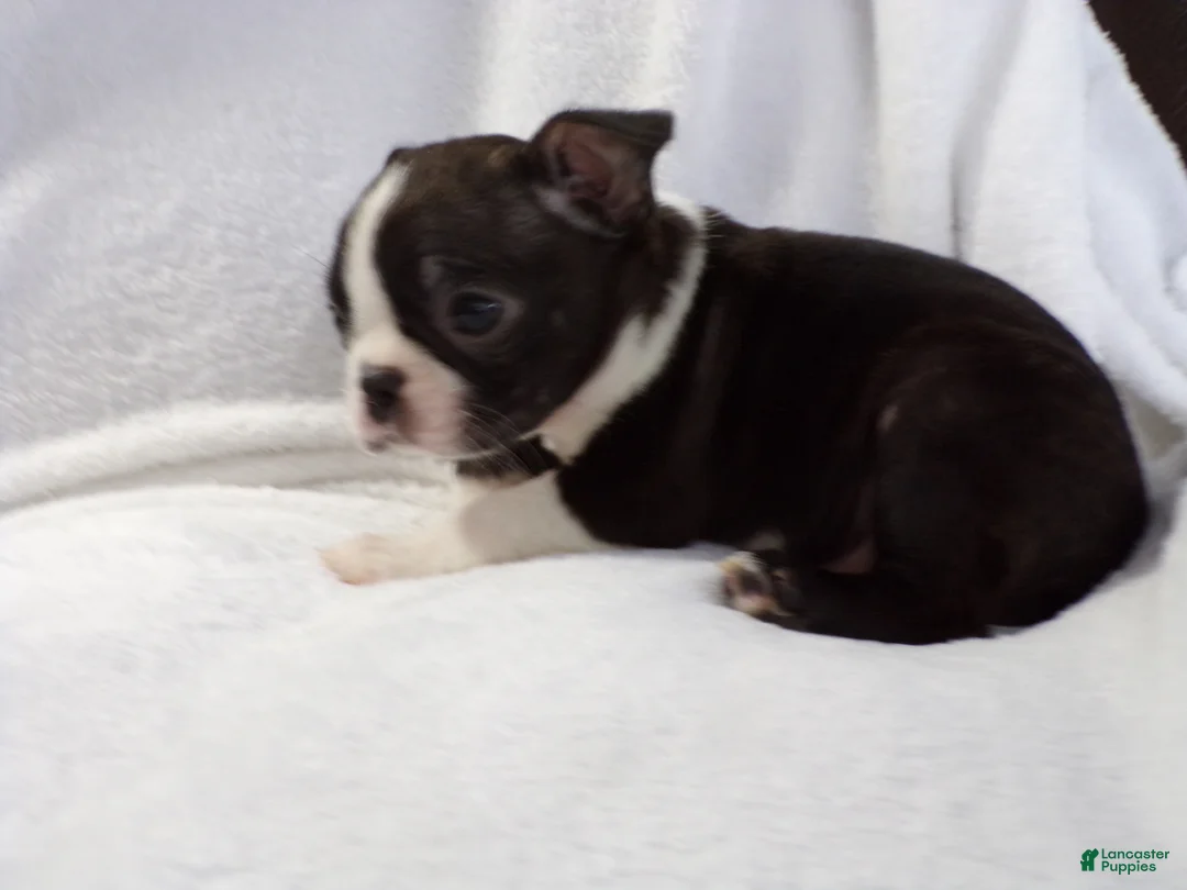 Boston Terrier dogs for sale: Little Guy AKC - Ad 2