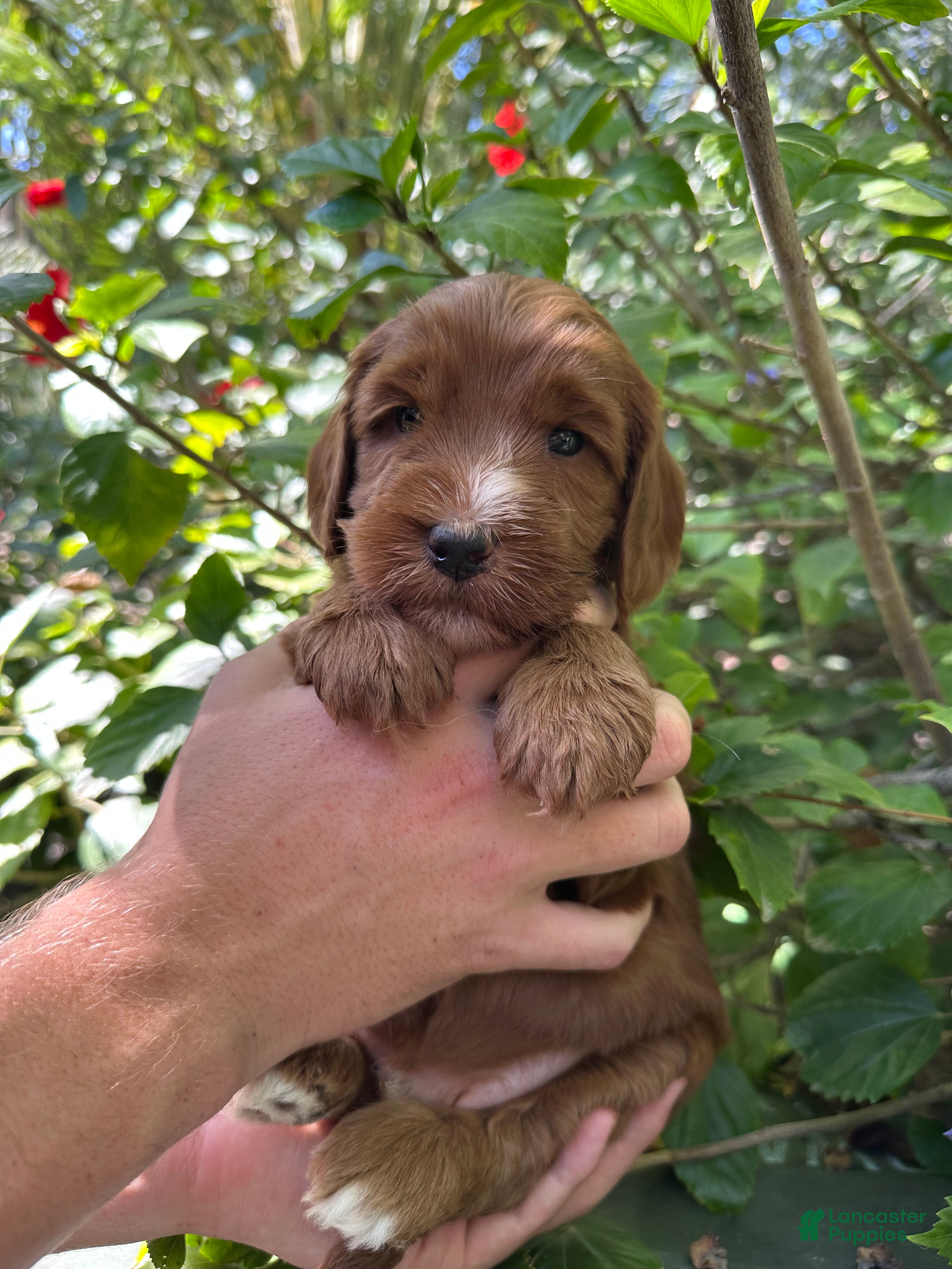 Australian Labradoodle dogs for sale: Patch - Ad 3