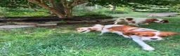 Cavalier King Charles Spaniel dogs for sale: Charlie - Ad 7