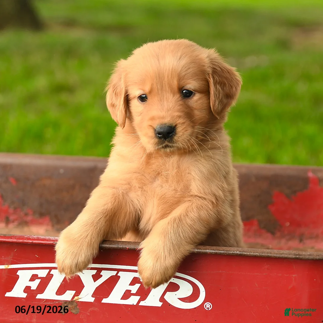 Golden Retriever dogs for sale: Charlize - Ad 1