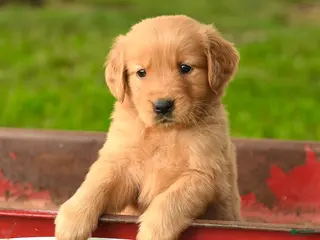 Golden Retriever dogs Charlize - Ad 11