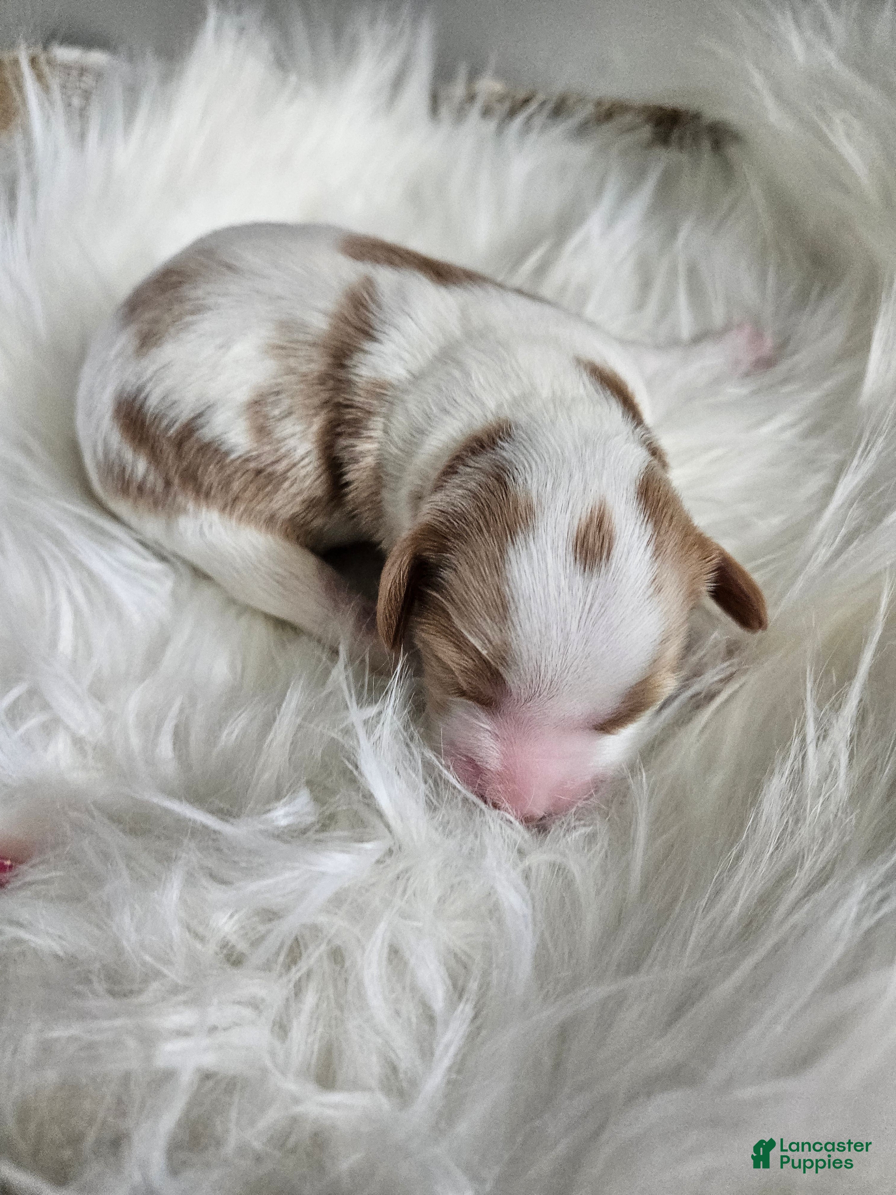 Cavapoo dogs Archie - Ad 26