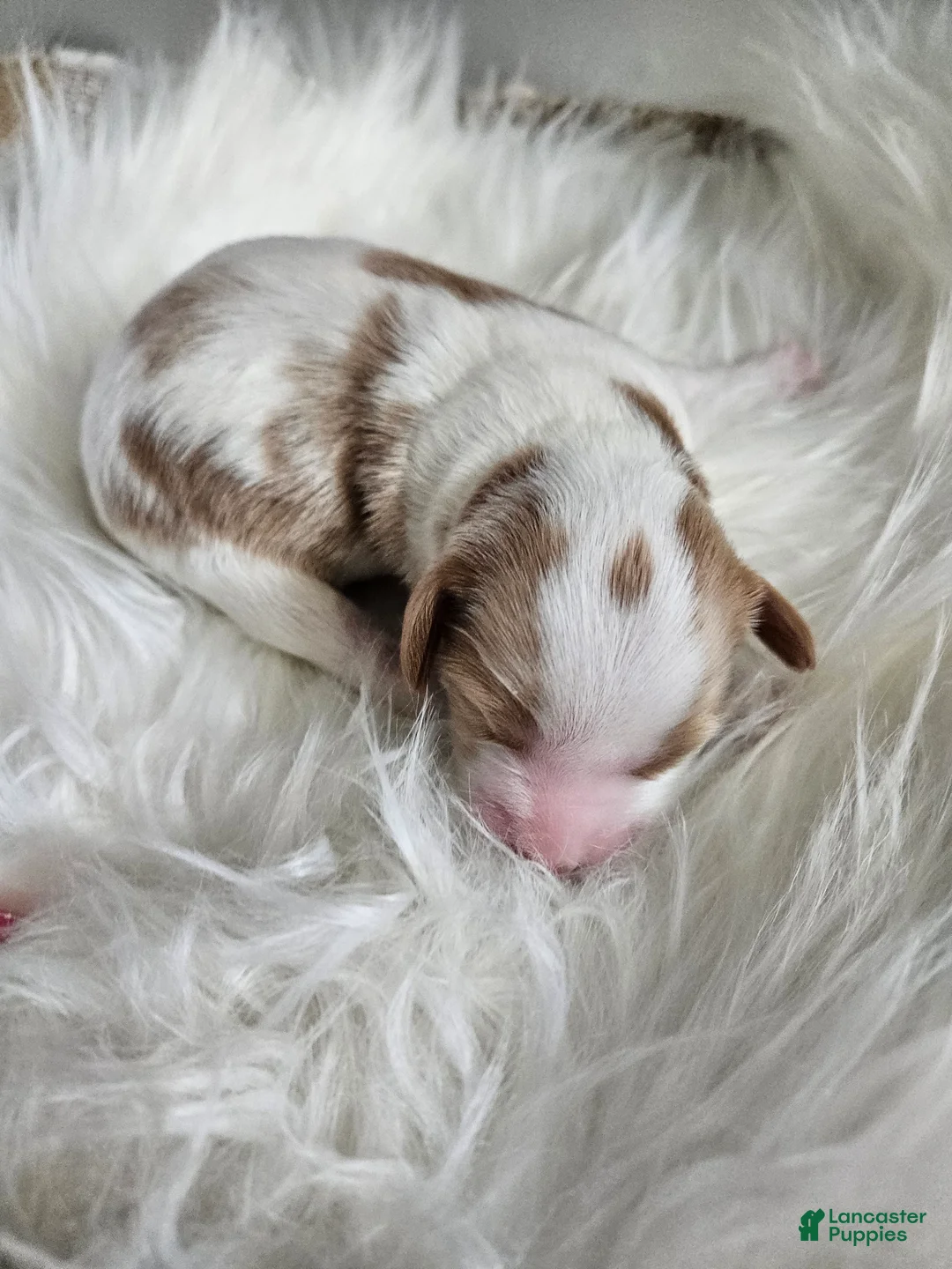 Cavapoo dogs for sale: Archie - Ad 1