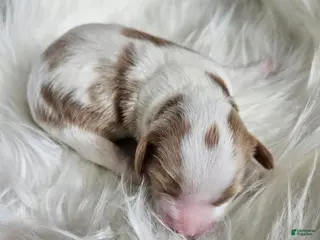 Cavapoo dogs Archie - Ad 39