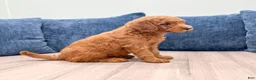 Mini Goldendoodle dogs for sale: Cade - Ad 3