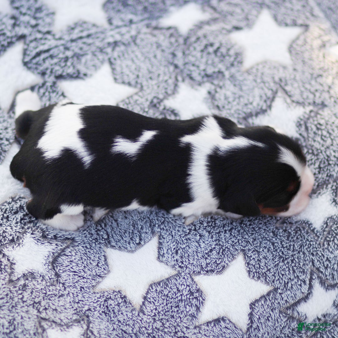 Cavalier King Charles Spaniel dogs for sale: Lucien - Ad 2