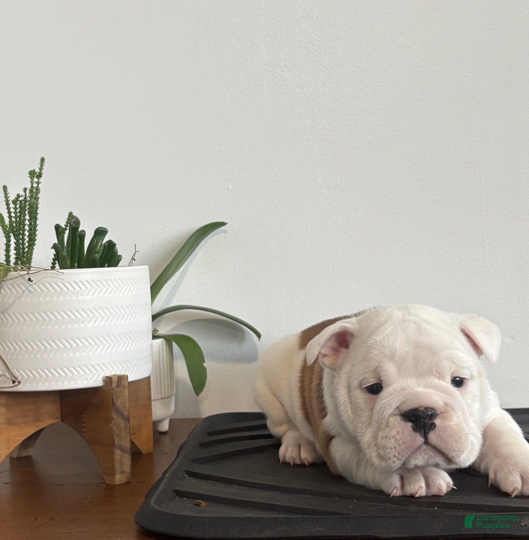 English Bulldog dogs for sale: Polly - Ad 3