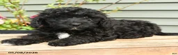 Shihpoo dogs for sale: Bandit - Ad 3