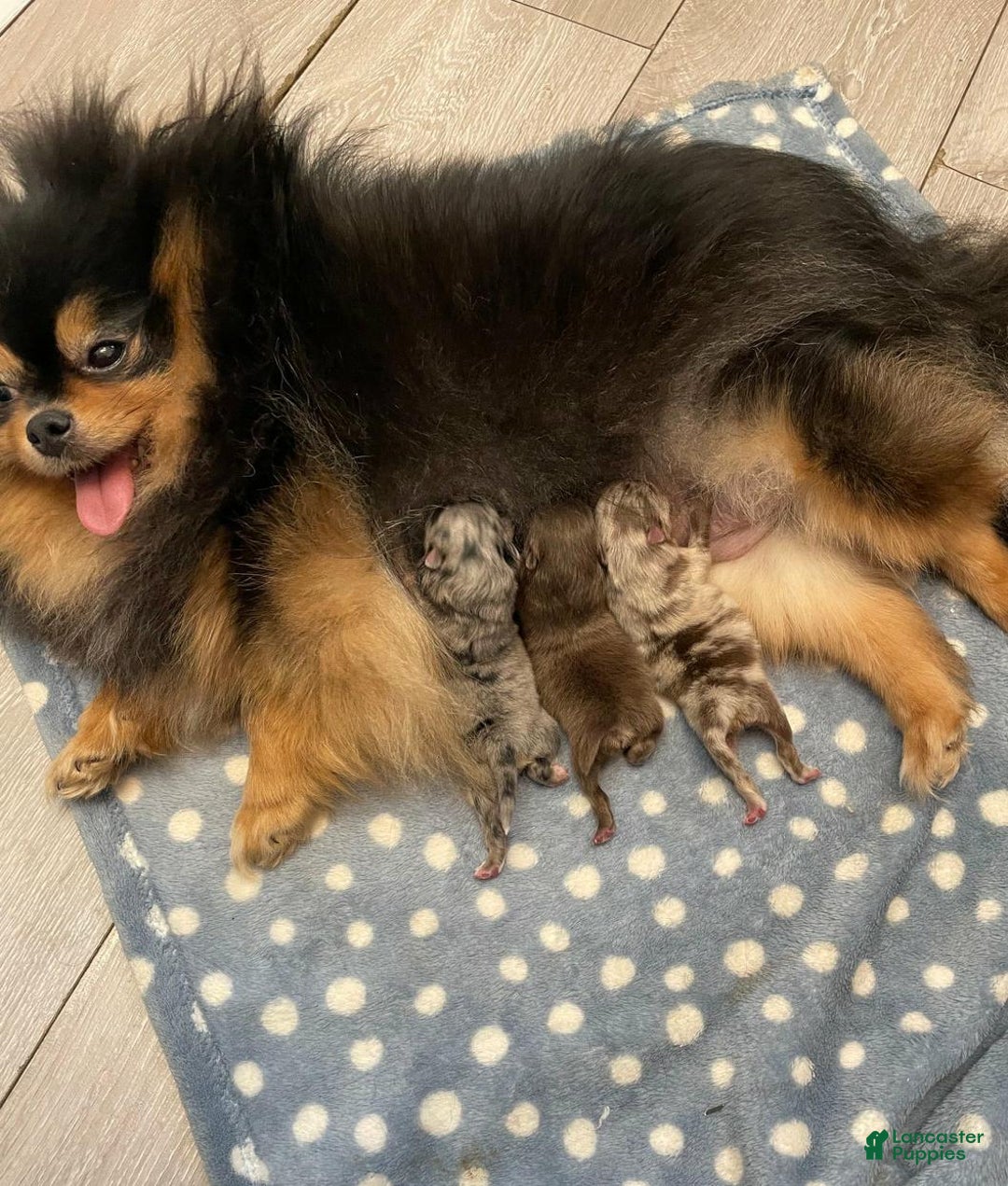 Pomeranian dogs for sale: Benji - Ad 2