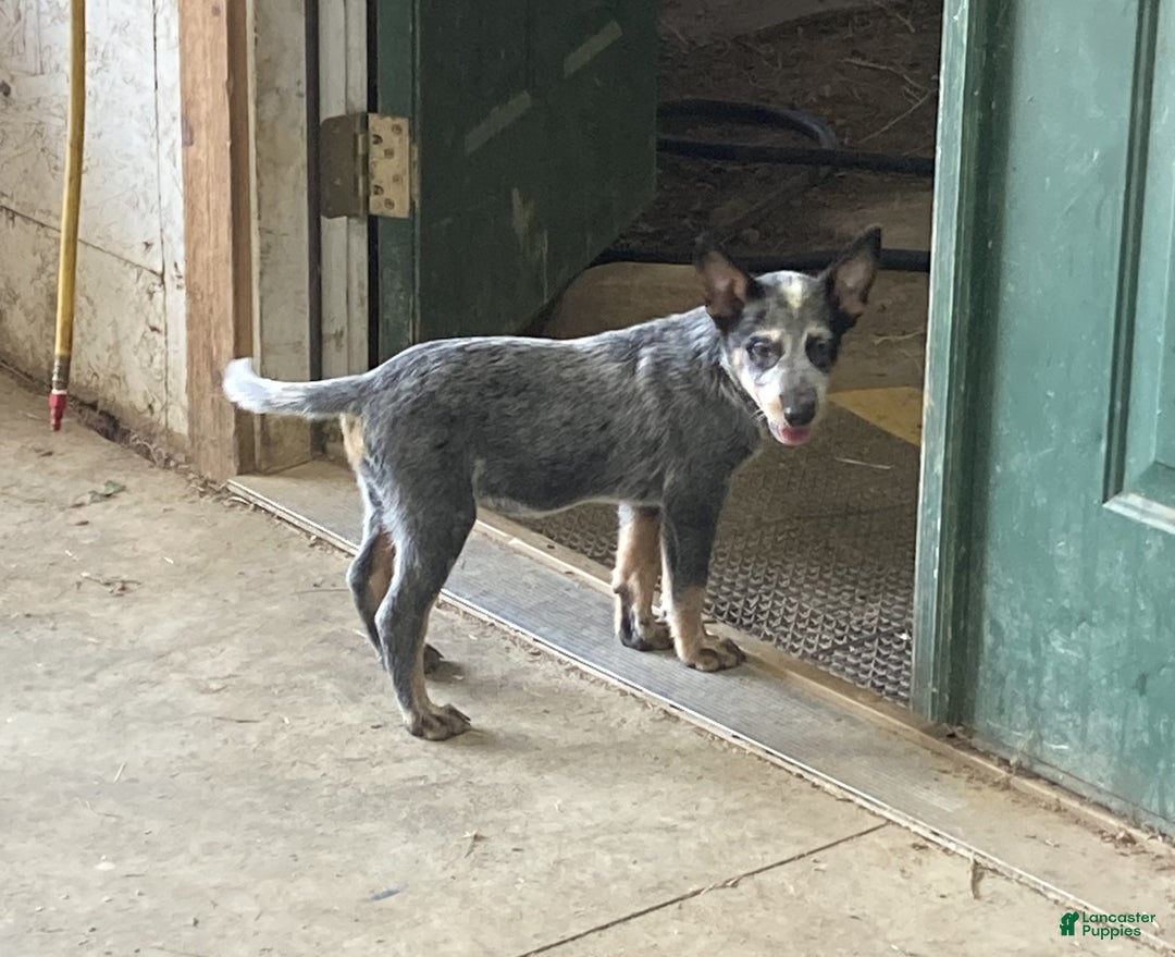 Male Australian Cattle Dog Puppies for sale Lancaster Puppies