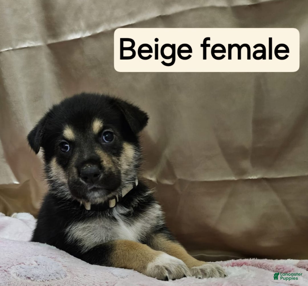 Mixed Breed dogs for sale:  Puppy 4 Beige - Ad 1