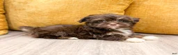Havanese dogs for sale: Alex - Ad 4