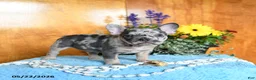 French Bulldog dogs for sale: Pearl - Ad 5