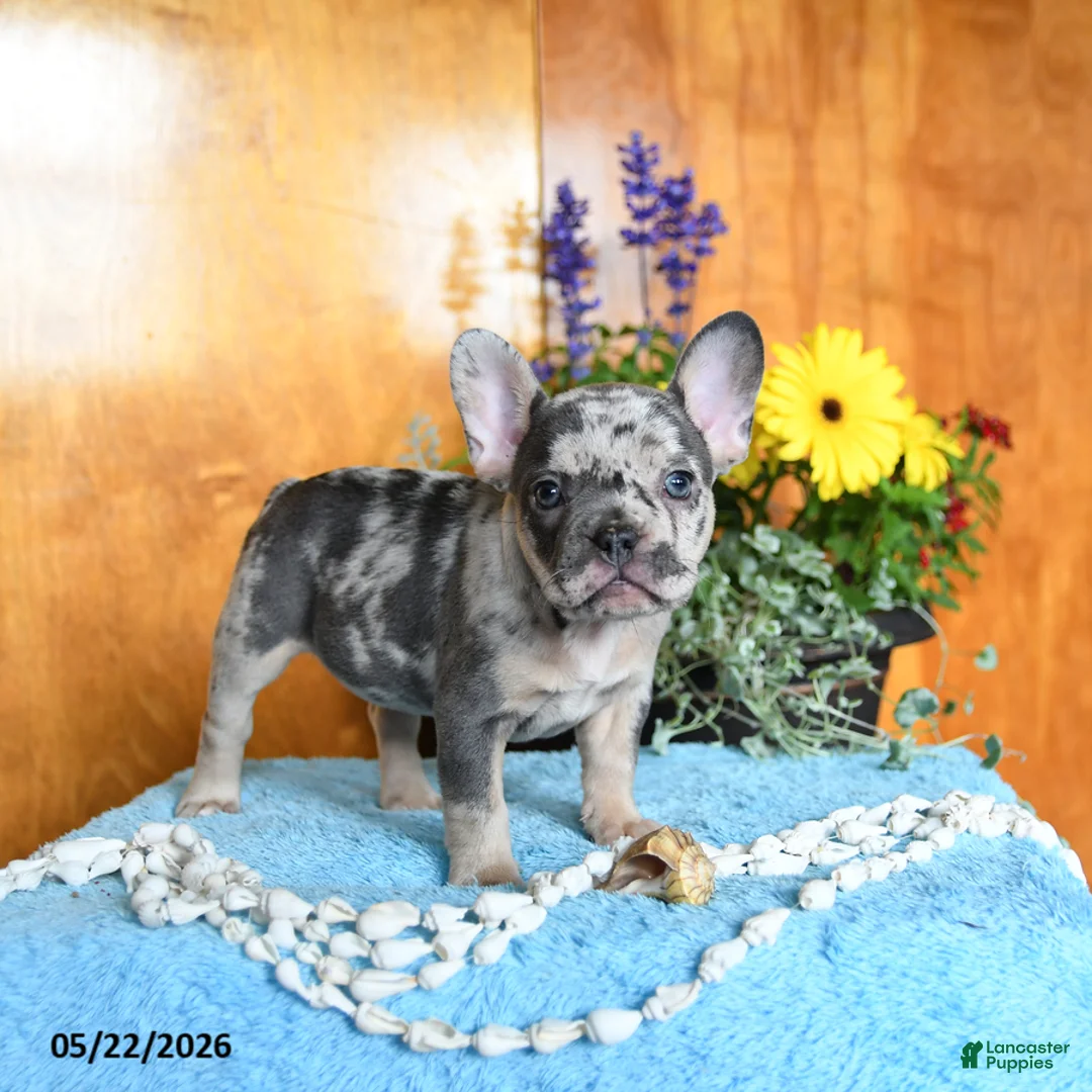 French Bulldog dogs for sale: Pearl - Ad 5