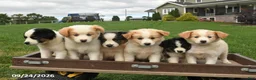 Miniature Australian Shepherd dogs for sale: Jade - Ad 5
