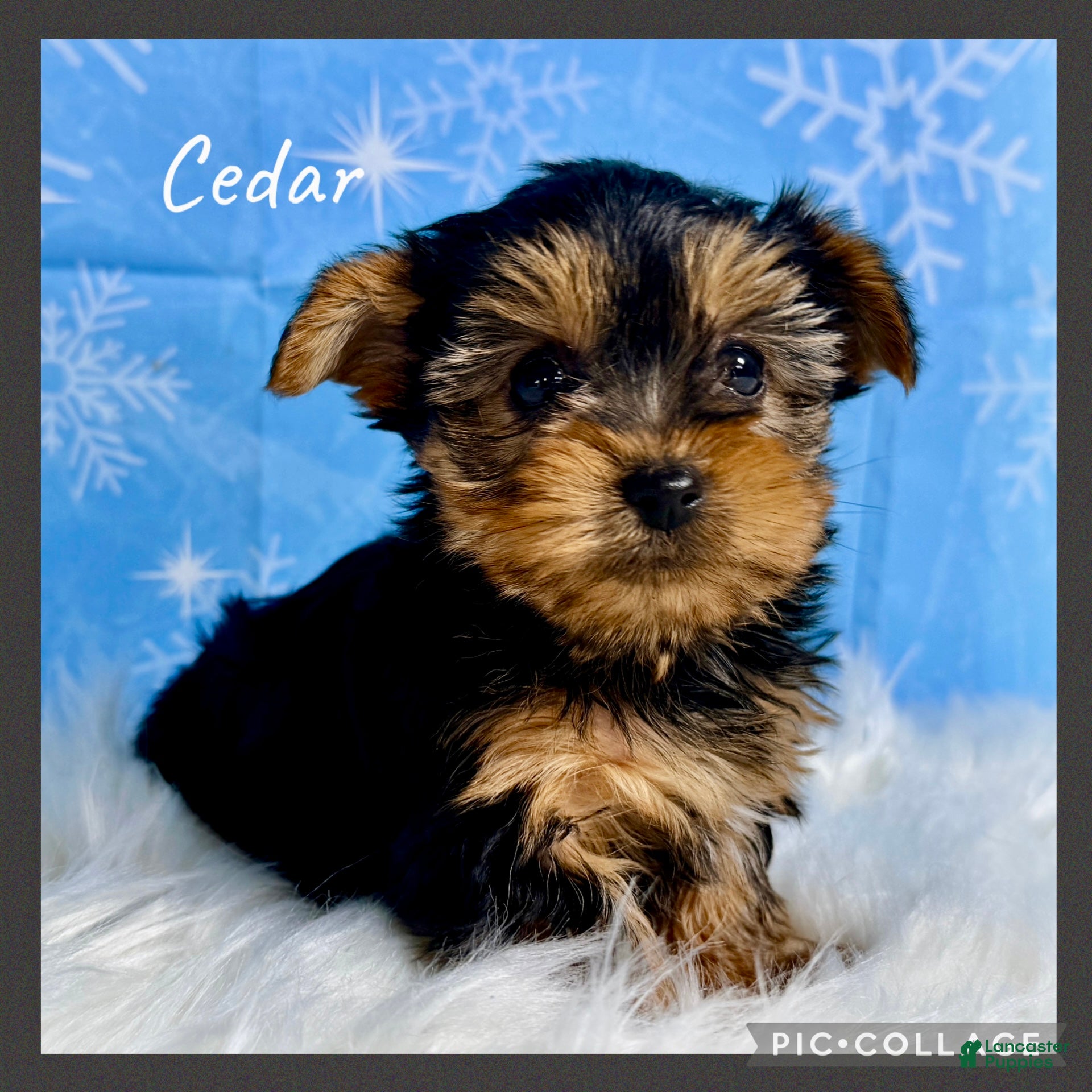 Yorkshire Terrier dogs Cedar - Ad 3