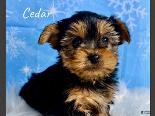Yorkshire Terrier dogs Cedar - Ad 3