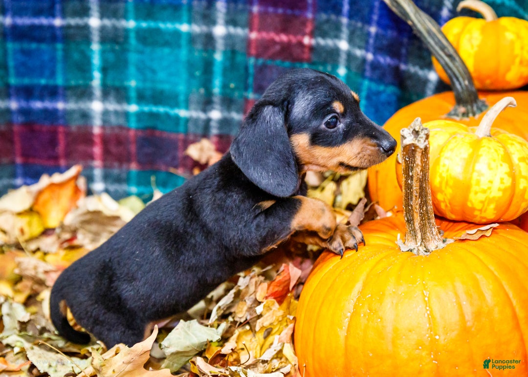 Miniature Dachshund dogs for sale: Roger - Ad 13