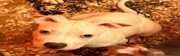 Mixed Breed dogs for sale: Mixed Breed 1 - Ad 3