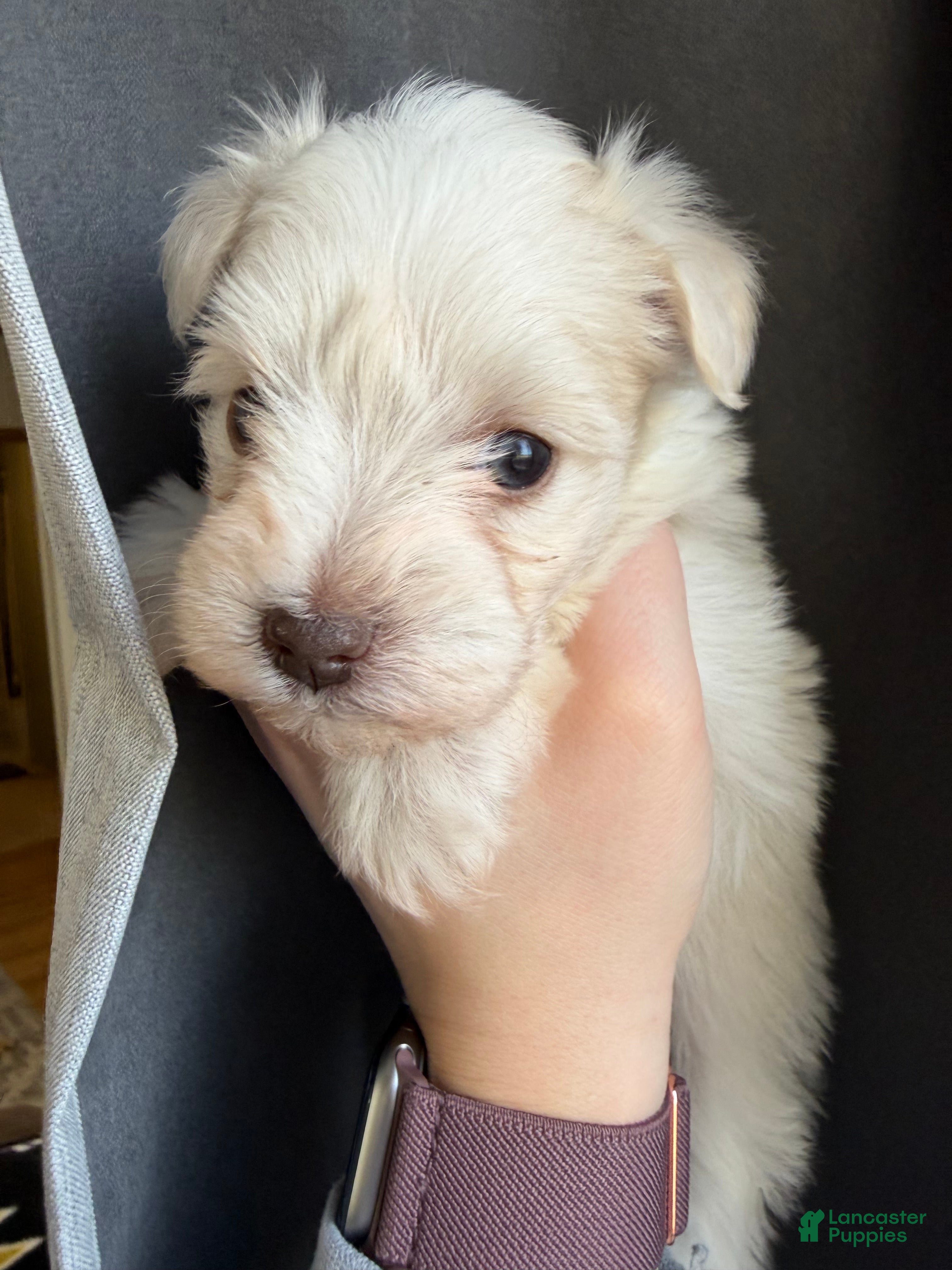 Miniature Schnauzer dogs Macy - Ad 31