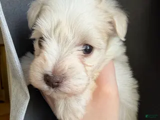 Miniature Schnauzer dogs for sale: Macy - Ad 1