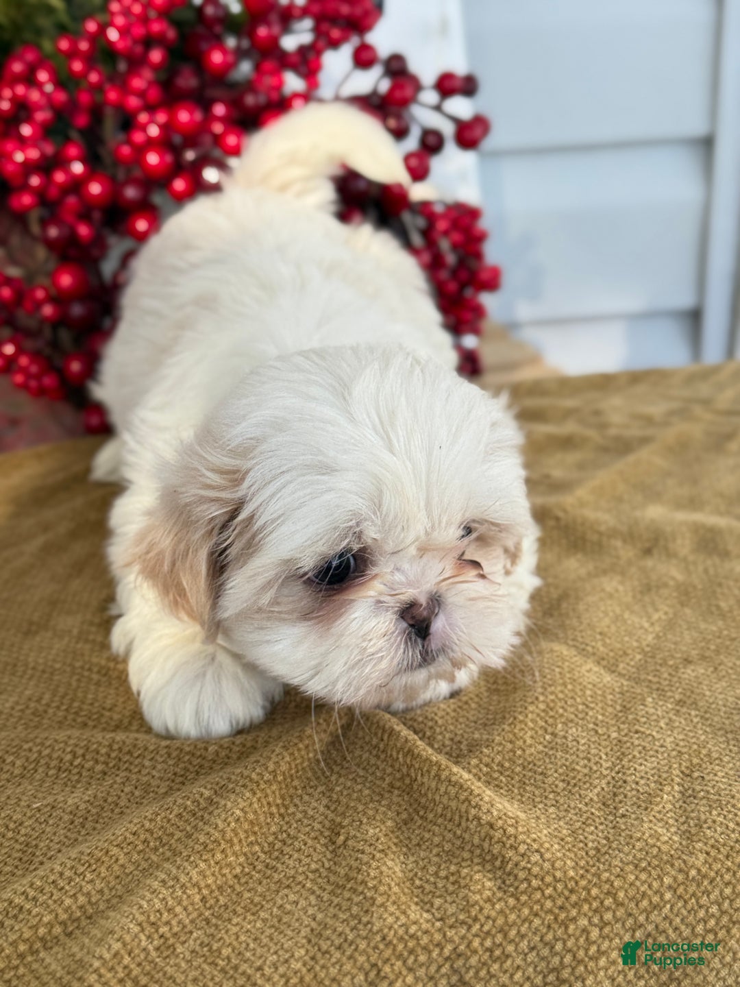Shih Tzu dogs for sale: Pearl - Ad 7