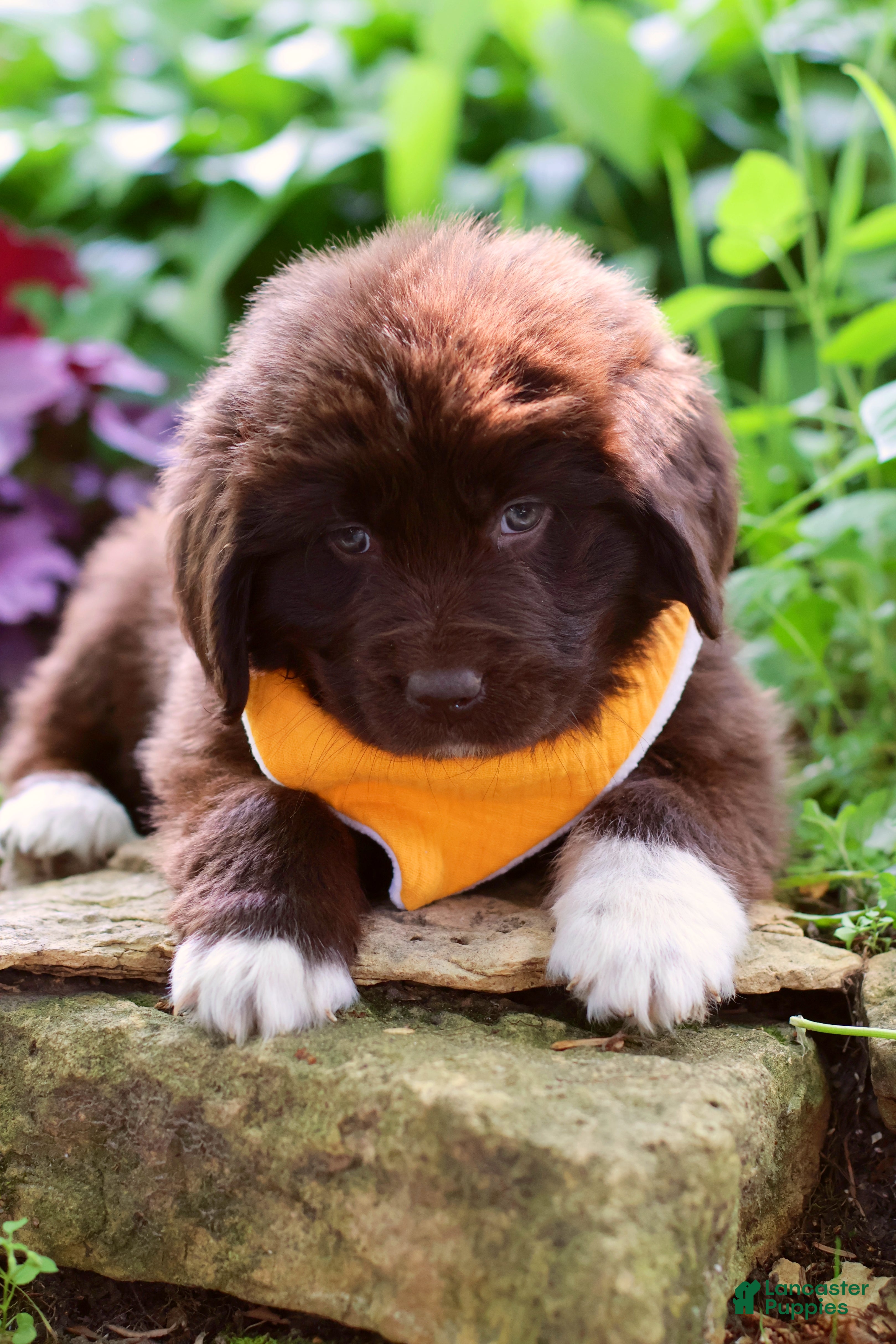 Newfoundland dogs Peach - Ad 2